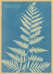  af Anna Atkins