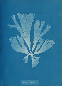 Dictyota atomaria, ca. 1853. af Anna Atkins