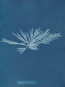 Dictyota dichotoma, ca. 1853. af Anna Atkins