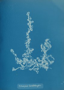 Ectocarpus Landsburghii, ca. 1853. af Anna Atkins