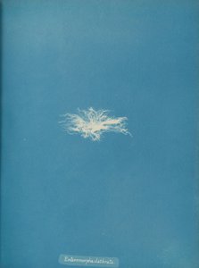Enteromorpha clathrata, ca. 1853. af Anna Atkins