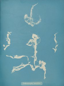 Enteromorpha ramulosa, ca. 1853 af Anna Atkins