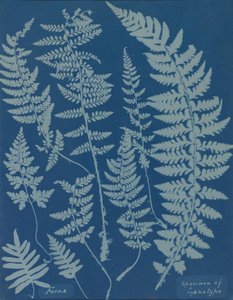 Bregner. Prøve af cyanotype, 1840