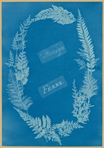 Udenlandske bregner af Anna Atkins