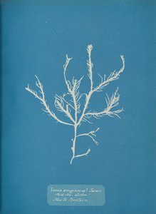 Fucus æruginosus Turner. Med. Sea Lisbon New to Britain., ca. 1853. af Anna Atkins