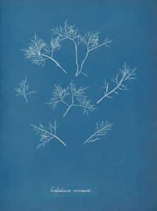 Hornhindefrost, ca. 1853 af Anna Atkins