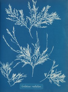 Gelidium rostratum, ca. 1853 af Anna Atkins