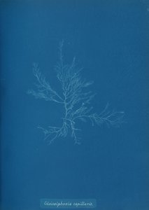 Gloisiphonia capillaris, ca. 1853. af Anna Atkins