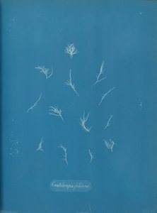 Grateloupia filicina, ca. 1853. af Anna Atkins
