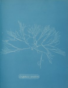 Coral Griffithsia, ca. 1853. af Anna Atkins