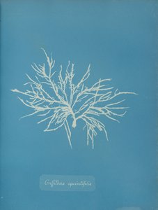 Griffithsia equisetifolia, ca. 1853. af Anna Atkins