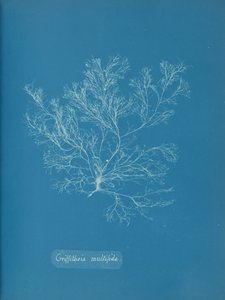 Griffithsia multifida, ca. 1853. af Anna Atkins