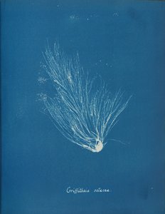 Griffithsia setacea, ca. 1853. af Anna Atkins