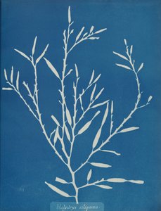 Halydrys siliquosa, ca. 1853