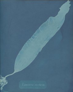 Laminaria saccharina, ca. 1853. af Anna Atkins