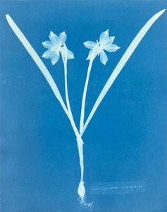 Leucojam Varium af Anna Atkins