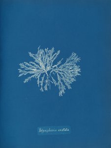 Polysiphonia cristata, ca. 1853. af Anna Atkins