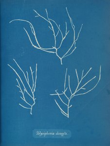 Polysiphonia elongata, ca. 1853 af Anna Atkins