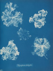 Polysiphonia fastigiata, ca. 1853. af Anna Atkins