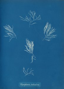 Polysiphonia fruticulosa, ca. 1853. af Anna Atkins
