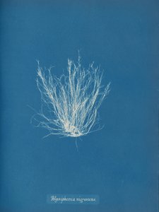 Polysiphonia nigrescens, ca. 1853 af Anna Atkins