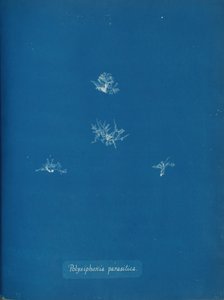 Polysiphonia parasitica, ca. 1853. af Anna Atkins