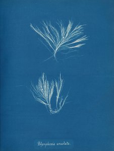 Polysiphonia urceolata, ca. 1853. af Anna Atkins