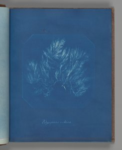 Polysiphonia violacea af Anna Atkins