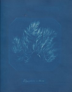 Polysiphonia violacea, ca. 1853. af Anna Atkins