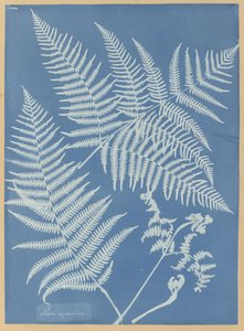 Pteris aquilina af Anna Atkins