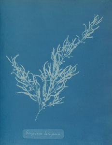 Sargassum bacciferum, ca. 1853. af Anna Atkins