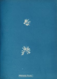 Schizonema Smithii, ca. 1853. af Anna Atkins