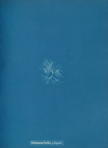 Skizonema Smithii, ß torqata, ca. 1853. af Anna Atkins