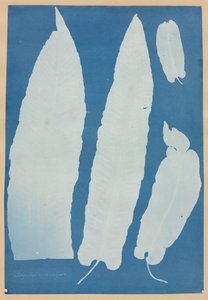 Scolopendrium Vulgare af Anna Atkins
