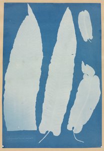 Scolopendrium Vulgare, 1852-1854. af Anna Atkins