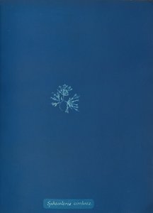 Sphacelaria cirrhosa, ca. 1853. af Anna Atkins