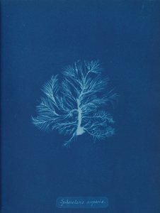 Sphacelaria scoparia, ca. 1853. af Anna Atkins