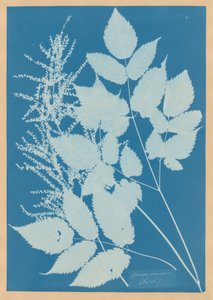  af Anna Atkins