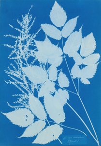Spiraea arcus Tyrol, 1851-54.