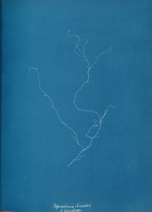 Sporochnius rhizodes ß paracloxa, ca. 1853. af Anna Atkins
