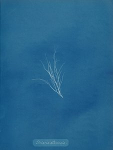 Striaria svækket, ca. 1853. af Anna Atkins