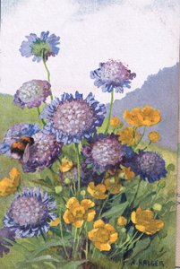 Smørblomster; Kornblomster og bi, postkort, 1940