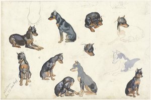Studier af en hund