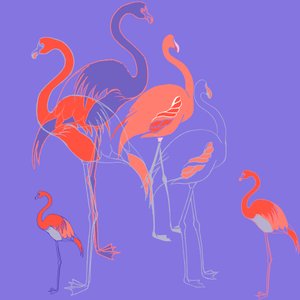 Flamingoer
