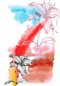 Lily