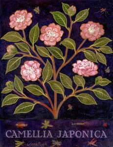Kamelia af Anna Pugh