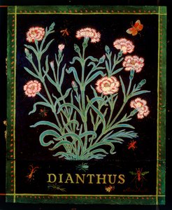 Dianthus af Anna Pugh