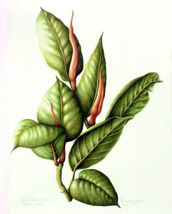 Rubber Plant, 1999 (wc på papir) af Annabel Barrett