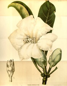 Fagraea imperialis af Annales Musei botanici lugduno batavi