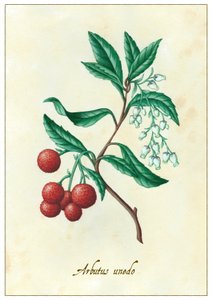 Arbutus unedo, 2015 (gouache) af Annalisa Morrocco